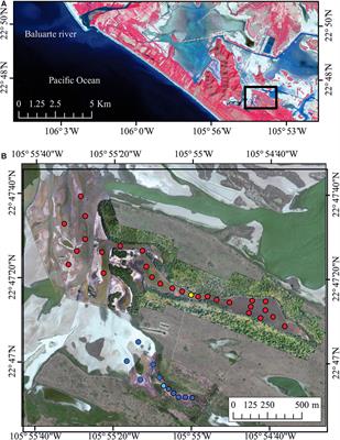 The Effect of Hydrological Connectivity on Fish Assemblages in a Floodplain System From the South-East Gulf of California, Mexico